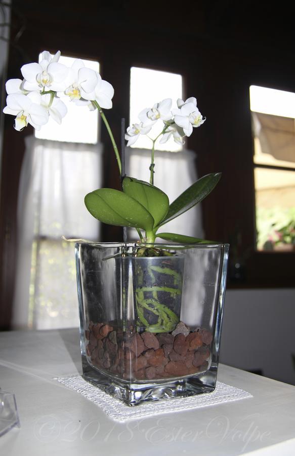 Bed & Breakfast Ca' Di Vissai Arnasco Zewnętrze zdjęcie